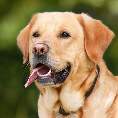 nome para cachorro: amarelo