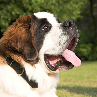 nomes de cão beethoven