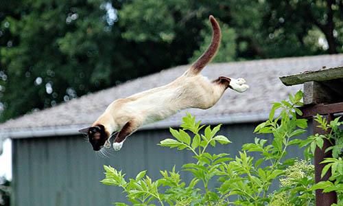 Gato sianês pulando