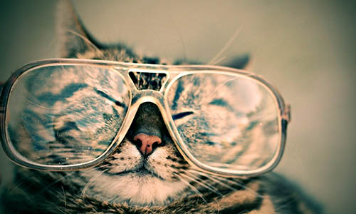 Gato de óculos