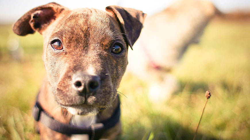 Nomes para cachorro Pit bull