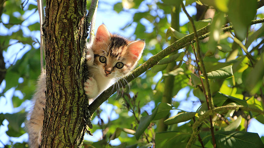 Nomes de Gatos e suas 7 Vidas - Veja agora!