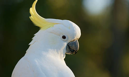 Nome para Cacatua