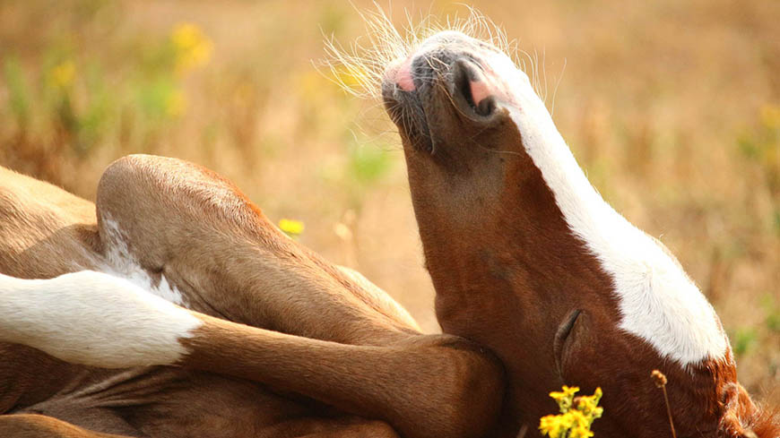 Nomes para cavalos: Filhote de cavalo deitado