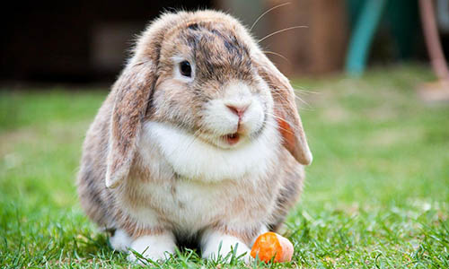 Nomes para coelhos, coelho comendo cenoura