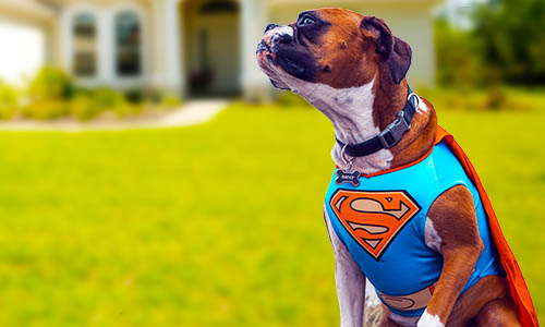 Nomes Nerd para filhotes de cachorro 