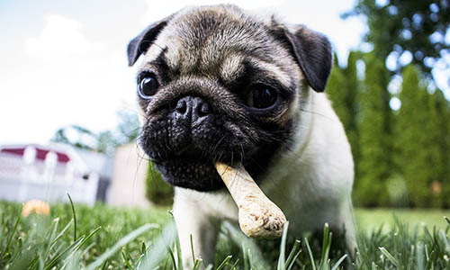 Nomes para filhotes de cachorros inspirados em comidas