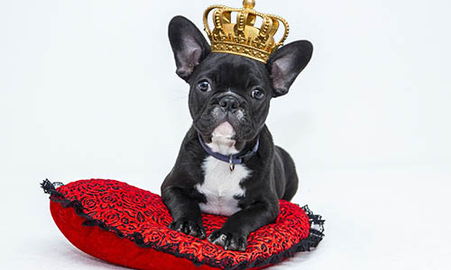 Nomes para filhotes de cachorro literalmente ricos