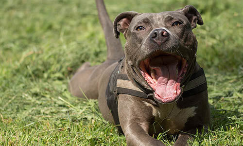 pitbull na grama